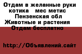 Отдам в желанные руки котика 2 мес метис - Пензенская обл. Животные и растения » Отдам бесплатно   